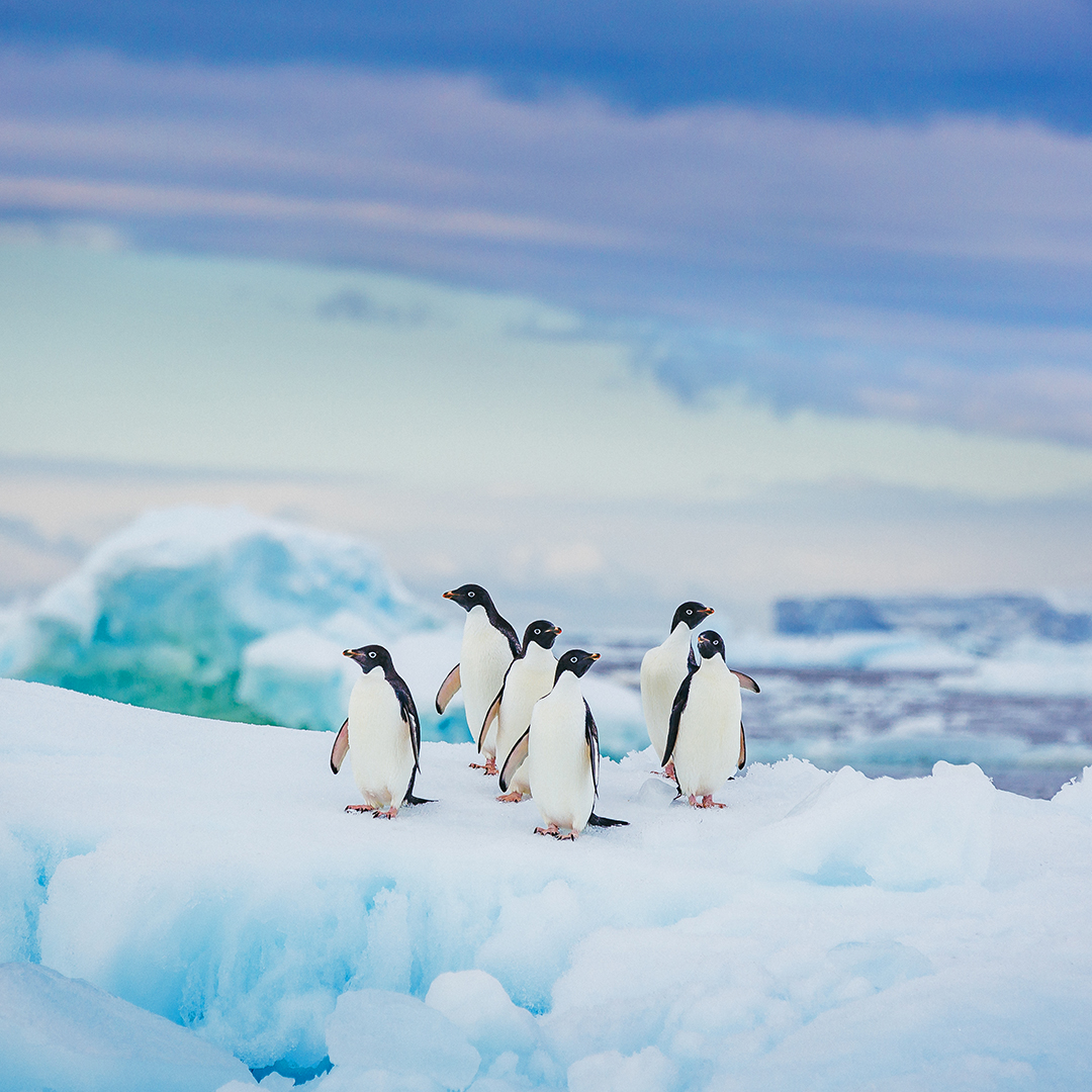 A group of Adelie penguins rest on vivid blue ice, Antarctica