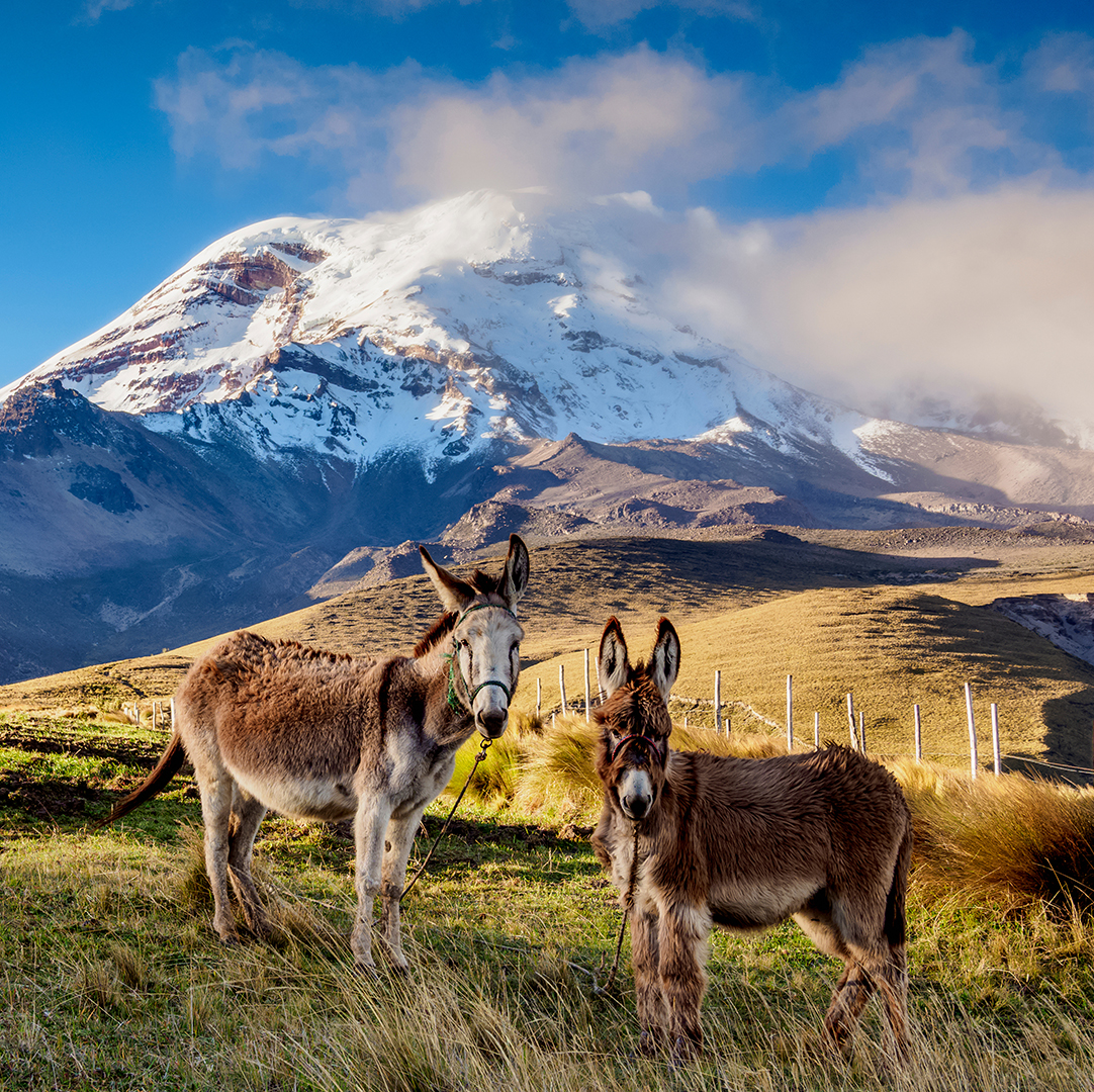 Donkeys and Chimborazo Volcano, Chimborazo Province, Ecuador, South America.